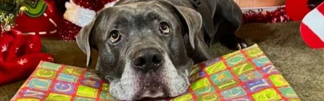 Kako evropski azili za pse proslavljaju novogodišnje praznike: Od božićne večere do poklona ispod jelke