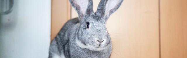 Dori je jela kablove, povrće i crevo veš mašine: Najveće iznenađenje priredila vlasniku koji se onesvestio