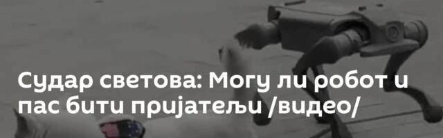 Судар светова: Могу ли робот и пас бити пријатељи /видео/