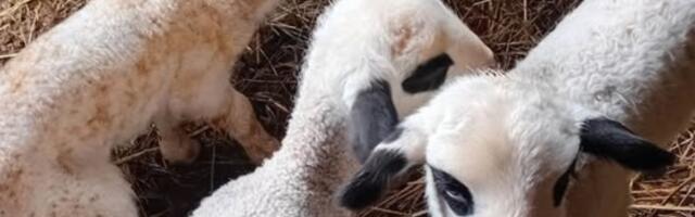 Čudo u Srbiji: Ovca Bela kod Blaca ojagnjila dvoje mladih, a onda se 7 dana kasnije desilo nešto neverovatno