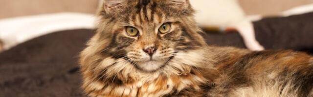 Dom vam je pun mačjih dlaka? Jedna navika rešava problem linjanja zauvek