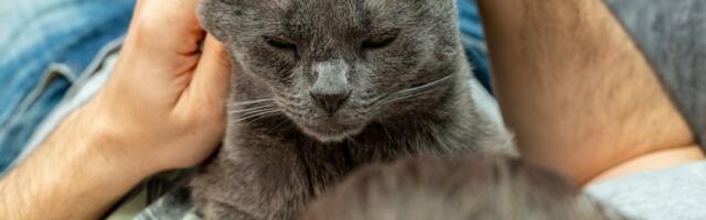 5 razloga zašto mačka gnječi šapama vlasnika: Iznenadiće vas šta vam ljubimica time poručuje