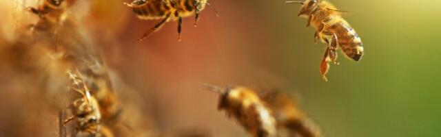 Košnice ispale iz kamiona kod osnovne škole: Na meti pčela mališani i prolaznici
