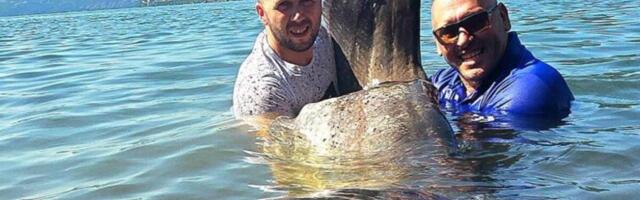 "Borba je trajala pola sata" Milan iz Dunava izvukao grdosiju tešku 113 kilograma - otkrio kako se izborio (FOTO)
