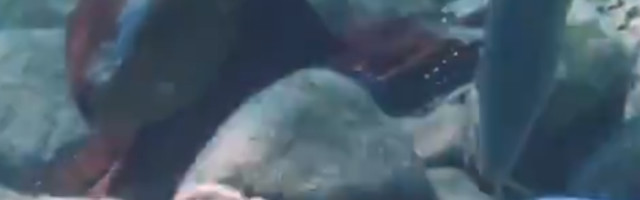 Pronađena hobotnica manijak, zbog onoga što je radila naučnici se krstili! (VIDEO)