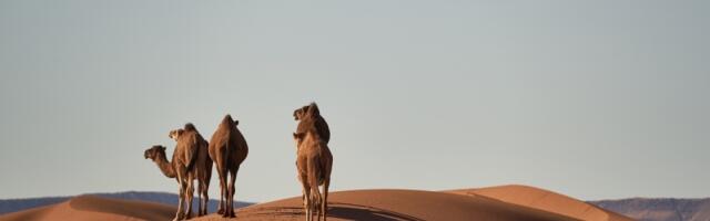 Sahara nije oduvek bila pustinja: Kada je najveća peščana pustinja sveta bila zelena oaza života