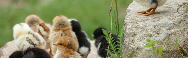 Антибиотици не јачају имунитет пилића