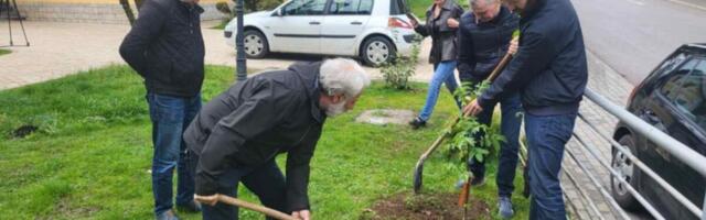 DRVO NIKLO NA AVALI IZ DŽEPA SAHRANJENOG RUSKOG VOJNIKA: Neverovatna priča o kavkaskom orahu koji je sad posađen i u Čajetini kao simbol prijateljstva (FOTO)