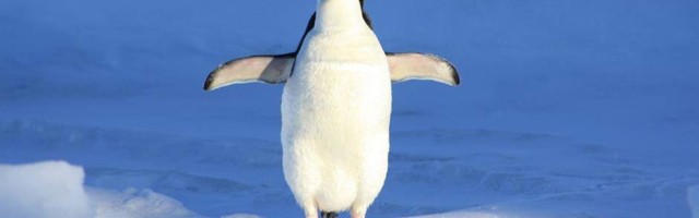 Retki beli pingvin pronađen na Galapagosu