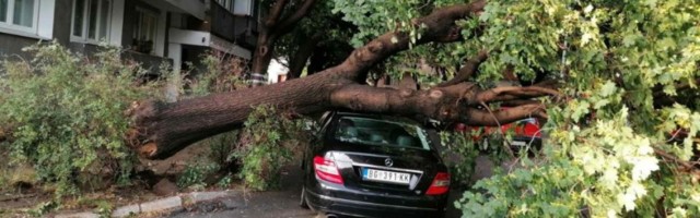 NEVREME NAPRAVILO HAOS U ZEMUNU: Drvo palo na automobil u Ohridskoj