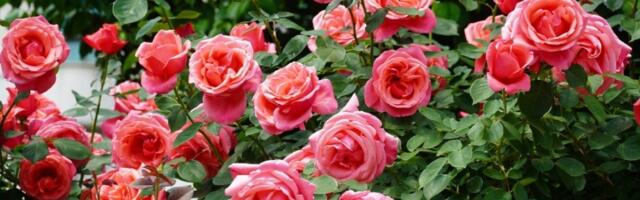 Cvetaće kao luda do jeseni! U zemlju oko ruža zakopajte jednu jeftinu namirnicu