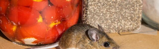 POZNATI NAUČNIK IZVEO EKSPERIMENT "SVEMIR 25"! Trajao 1588 dana, a onda su stigli JEZIVI REZULTATI!