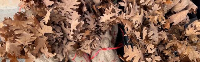 BESPLATNO! Deljenje badnjaka u Novom Sadu i na Fruškoj gori, da se spreči seča šume