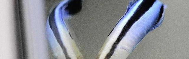 Ribe čistačice ispoljavaju inteligenciju tipičnu za sisare u eksperimentu sa ogledalom