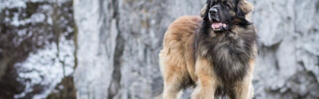 Preti joj tri godine zatvora! Aleksinčanka priznala da je otrovala pse i bacila ih u bunar - isplivali novi detalji (FOTO)