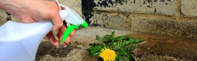 Stari domaći trik koji uništava korov, a pravi se brzo i lako: Više vam neće uništavati dvorište i biljke