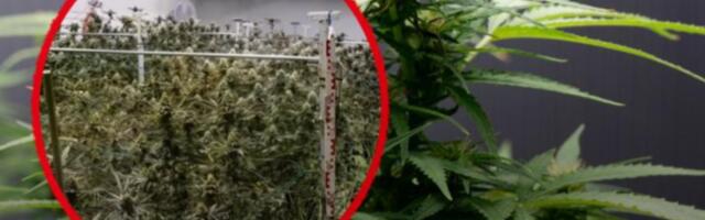 Rekordna zaplena u Beču: Policija pronašla tonu kanabisa u industrijskoj hali!