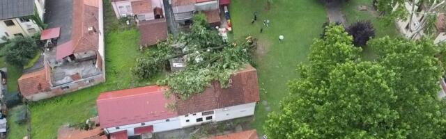 Nevreme oborilo čuveno stablo u Guči: Jedan od najvećih simbola Sabora trubača pukao u sekundi