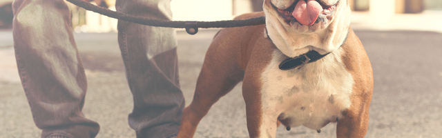 Kada možete da šetati kućne ljubimce tokom policijskog časa?