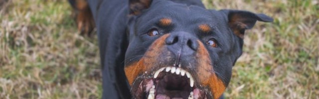 Još jedan napad pasa: U selu kod Varvarina dva rotvajlera izujedala vlasnika