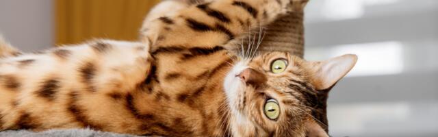 Zašto mačke grebu?