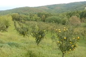 Тавник – село у коме жуто злато расте у сваком дворишту, а мештани не крију рецепт за најбољу ракију
