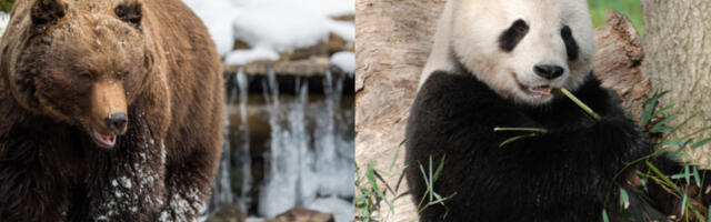 „Кума” – канџи за медведа симбол године у Јапану