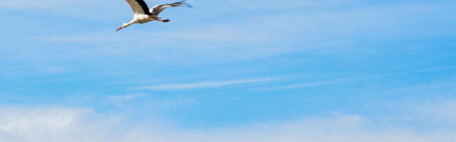 Русија развила систем против судара авиона са птицама: уштеда до милијарду долара годишње