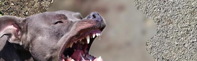 PITBUL ŠČEPAO DEVOJČICU ZA GLAVU (4), PA JE IZUJEDAO! Baka i deka bili nemoćni, prolaznici MUNJEVITO reagovali da spasu dete!