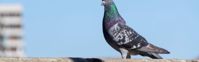 Zaboravite na mreže i šiljke, rešenje vam je „pred nosom“: Golubovi odlaze ako vide nešto što već imate