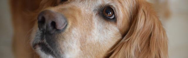 Pribrani i poslušni: Pet rasa pasa kojima možete bezrezervno verovati