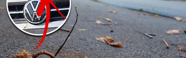 Bizaran slučaj u Somboru: Gordani plodovi KESTENA uništili auto, štetu plaća GRAD i evo koliko će novca dobiti