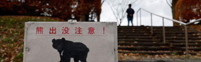Јапан бележи рекордних 230 напада медведа између априла и новембра