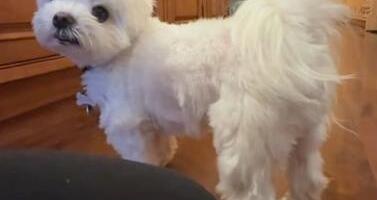 Vlasnica tražila od psa da joj da šapu, njegova reakcija osvojila svet: "Nisam znao da je i ovo opcija" (Video)