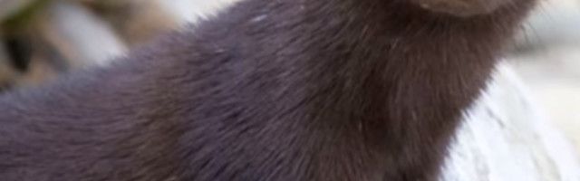 Vlasti u Grčkoj naredile odstrel 2.500 kuna u cilju suzbijanja korone