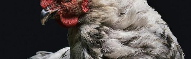 U Srbiji pojačan nadzor zbog pojave ptičjeg gripa u Crnoj Gori