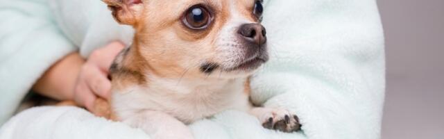 Većina pasa nosi vučji DNK – čak i čivave: Ove dve rase se posebno izdvajaju