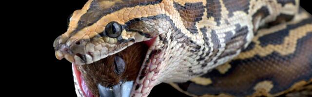 Piton joj legao na grudi u snu, od ovog prizora žena se ZALEDILA: Ko zna šta bi bilo da nije postupila ovako