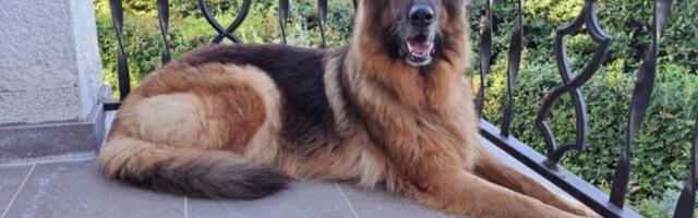 PAS UJEO ČETVOROGODIŠNJEG DEČAKA KOD PROKUPLJA! Ljudi jedva odbranili mališana: "Kako mi sada da izađemo iz kuće?"