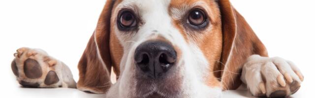 Nova pobeda za zlostavljane pse: 1.500 biglova sa zloglasne farme Ridglan biće OTKUPLJENO od svojih mučitelja