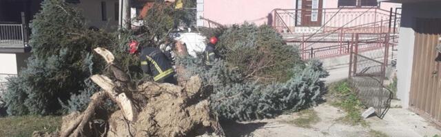 Olujni vetar oborio stablo u Vidovdanskoj ulici (VIDEO)