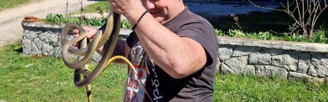 Zmijar Vladica interveniše i u snežnim uslovima