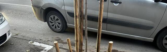 Umesto katalpe - fotinije, građani Dušanove dobiće "otpornije" drveće