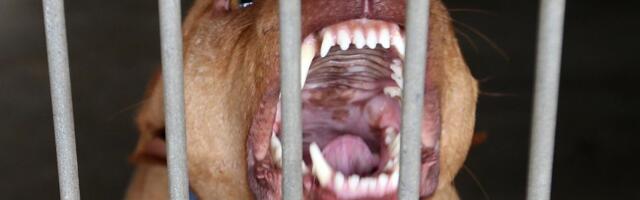 Užasna tragedija potresla Balkan: Dete rastrgao porodični pas - Malenoj duši nije bilo spasa!