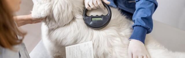 VETERINAR DOŽIVEO ŠOK ŽIVOTA! Šipka od 52 cm PROBILA Čarlijevo telo, vlasnici u panici uleteli u ordinaciju: Preživeo NEMOGUĆE, njegova reakcija ŠOKIRALA! FOTO