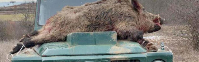 У Босилеграду одстрелили 85 дивљих свиња