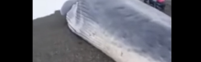 Bio je jedinstven, ali mu nažalost nije bilo spasa (VIDEO)