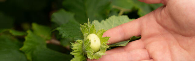 ​Компанија „Treesury” добила међународни ИСИН број за своје дигиталне токене