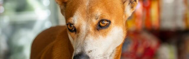 MISTERIOZNA i retka RASA iz Malezije koju kinolozi ne priznaju: TELOMIAN, pas koji obožava penjanje