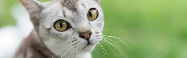 Veterinari upozoravaju: 1 navika skraćuje život vaših mačaka - Posledice mogu biti ozbiljne